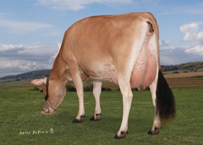 7JE01606 JX PINE-TREE EUSEBIO SHOCK {5}-ET JH1F ჯერსი